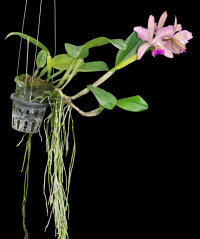 Cattleya Christtraud, plant with flowers