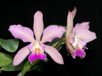 Cattleya Christtraud, flowers