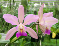 Cattleya Christtraud, flowers