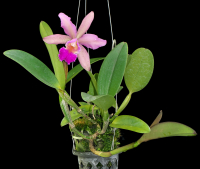 Cattleya Christtraud, plant with flower