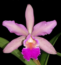 Cattleya Christtraud, flower
