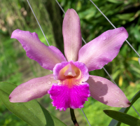 Cattleya Christtraud, flower