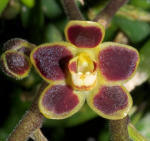 Chiloschista lunifera