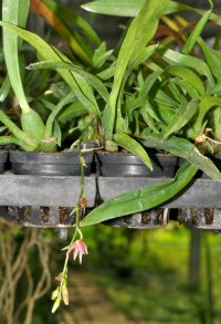 Oncidenia In My Walden, plant and flower