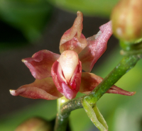 Oncidenia In My Walden, flower