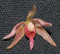 Oncidenia In My Walden, flower
