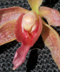 Oncidenia In My Walden, flower details