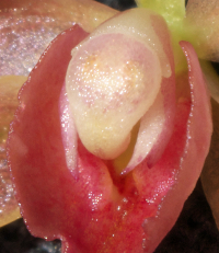 Oncidenia In My Walden, flower details