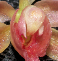 Oncidenia In My Walden, flower details