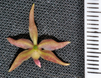 Oncidenia In My Walden, flower size