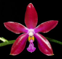 Phalaenopsis Alberla