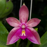 Phalaenopsis Cesario Gene Tobia