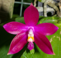 Phalaenopsis Jennifer Palermo