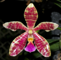 Phalaenopsis PulBroHiCo I-I 03 Phalaenopsis PulBroHiCo, flower