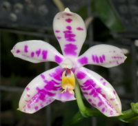 Phalaenopsis PulBroHiCo I-II 02 Phalaenopsis PulBroHiCo, flower