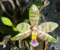Phalaenopsis PulBroHiCo I-III 02 Phalaenopsis PulBroHiCo, flower