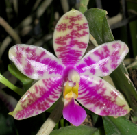 Phalaenopsis PulBroHiCo I-IV 02 Phalaenopsis PulBroHiCo, flower