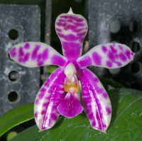 Phalaenopsis PulBroHiCo I-V 02 Phalaenopsis PulBroHiCo, flower