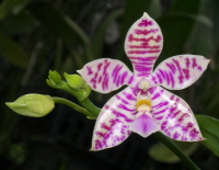 Phalaenopsis PulBroHiCo I-VI 02 Phalaenopsis PulBroHiCo, flower
