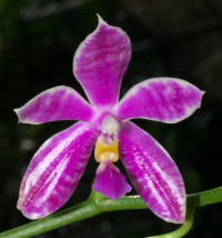 Phalaenopsis PulBroHiCo I-VII 02 Phalaenopsis PulBroHiCo, flower