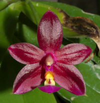 Phalaenopsis Valentinii