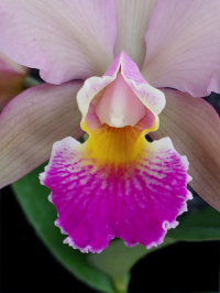 Rlc. San Um, flower lip