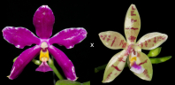 RZ-032 - Phalaenopsis pulchra II x Phalaenopsis Hybride V-II 01 Phalaenopsis PulBroHiCo, Parents