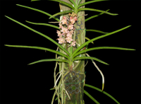 Seidenanda Gerd Guenter, plant with flowers