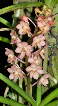 Seidenanda Gerd Guenter, flowers
