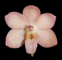 Seidenanda Gerd Guenter