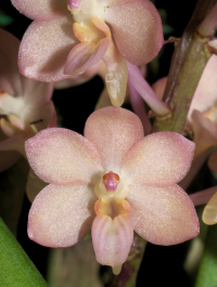 Seidenanda Gerd Guenter, flower