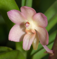 Seidenanda Gerd Guenter, flower