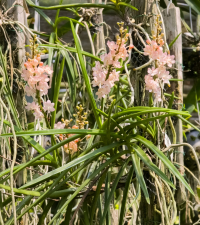 Seidenanda Gerd Guenter, plant with flowers