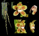 Chiloschista parishii