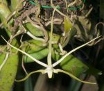 Thrixspermum obyrneanum f. alba