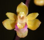 Cleisostoma tricornutum