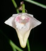 Dendrobium lomatochilum